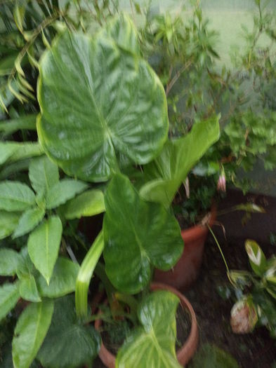 DSC04676