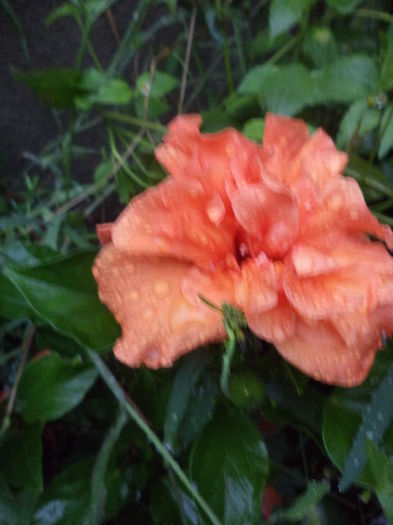 DSC04677 - august 2015