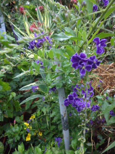 DSC04679 - august 2015
