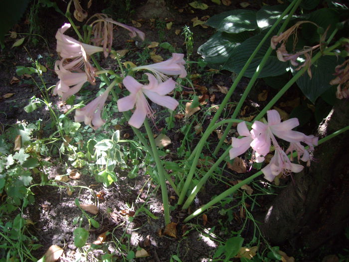 IMGP8984 - flori si trandafiri -2015 - 2