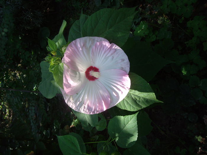 IMGP8986 - flori si trandafiri -2015 - 2