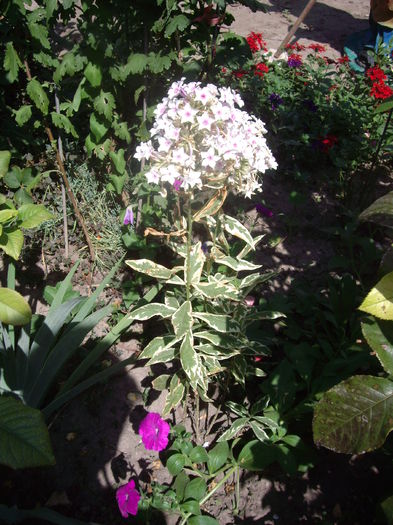 IMGP8987 - flori si trandafiri -2015 - 2