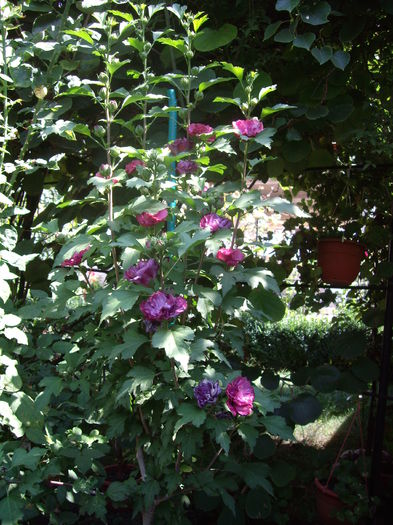 IMGP8988