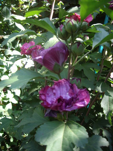 IMGP8989 - flori si trandafiri -2015 - 2