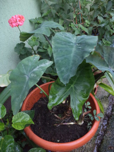 DSC04680 - august 2015