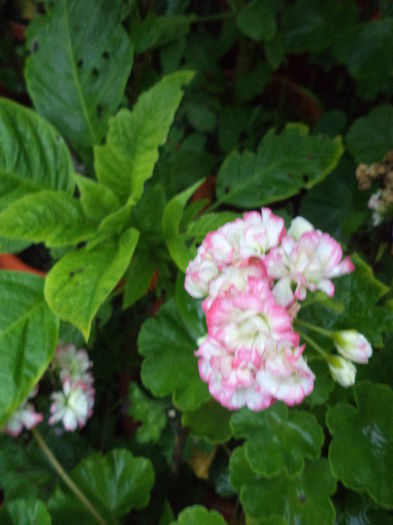 DSC04681
