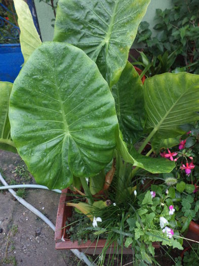 DSC04684 - august 2015