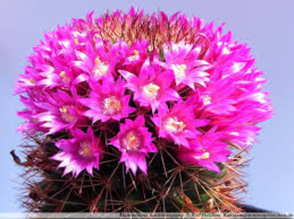 Mammillaria backebergiana poza net - SPECIA Mammillaria backebergiana andreiandrei