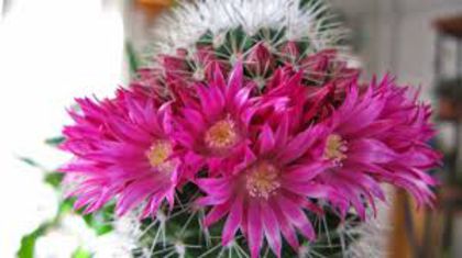 Mammillaria backebergiana poza net - SPECIA Mammillaria backebergiana andreiandrei