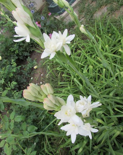 tuberoze - 2015 plantele mele - III