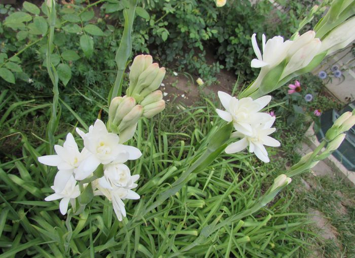 17 aug, tuberoze - 2015 plantele mele - III