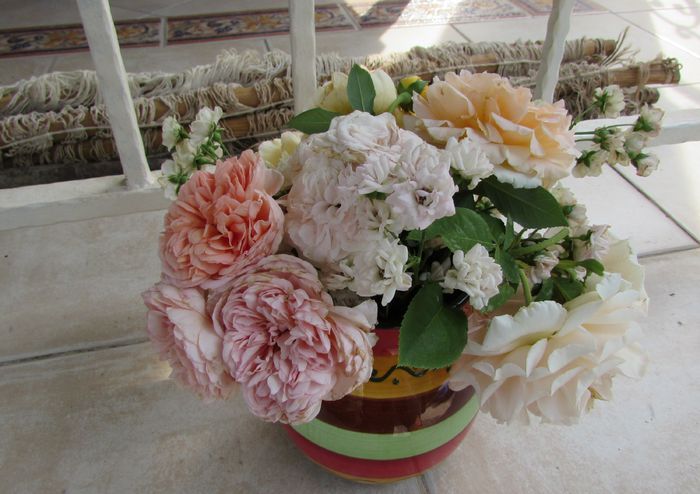 17 august - 2015 plantele mele - III