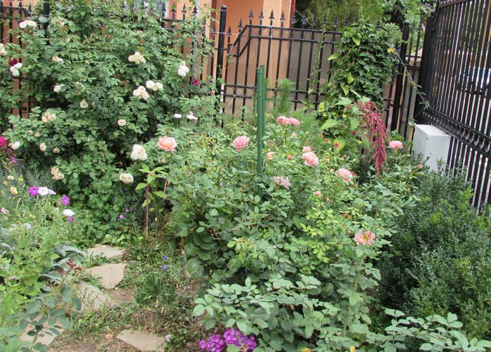 17 august - 2015 plantele mele - III