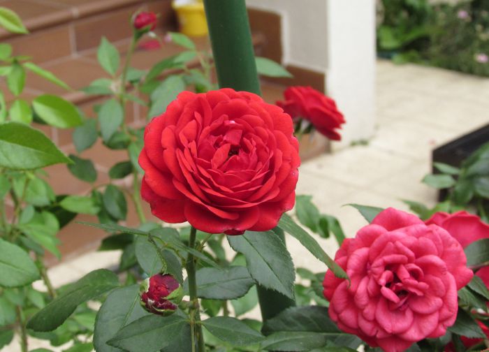 Out of Rosenheim - 2015 plantele mele - III