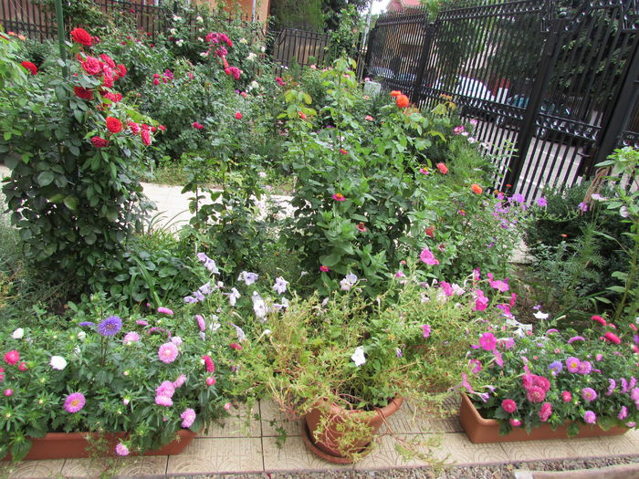 17 august - 2015 plantele mele - III
