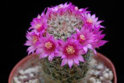 Mammillaria zeilmaniana poza net