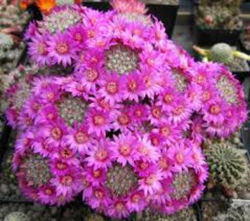 Mammillaria zeilmaniana poza net