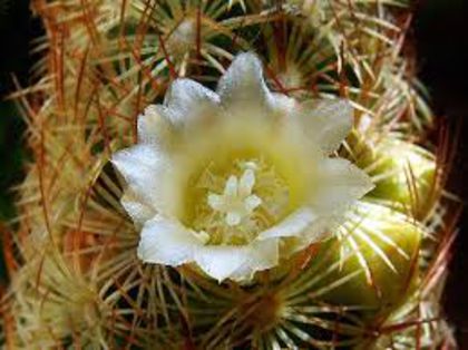 mammillaria elongata poza net