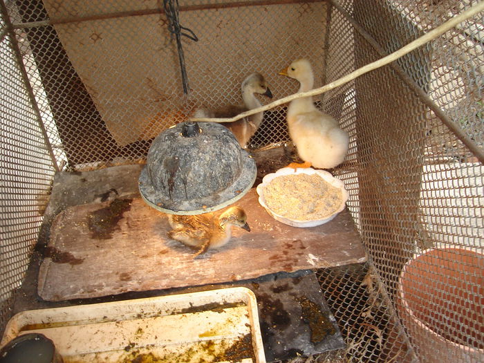 DSC00273 - Boboci gisca leseasca 2015 pina la maturitare