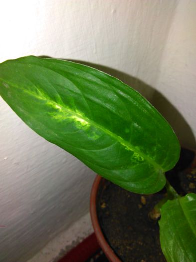 dieffenbachia compacta-12.08.2015