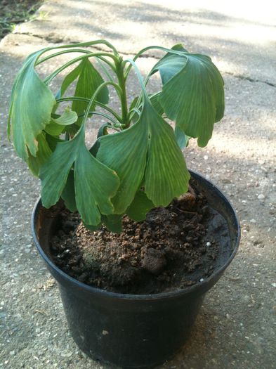 Ginkgo biloba- Anul 2 in ghiveci