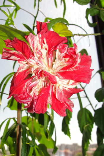 Baptistii - A0-Hibiscus 2015-2