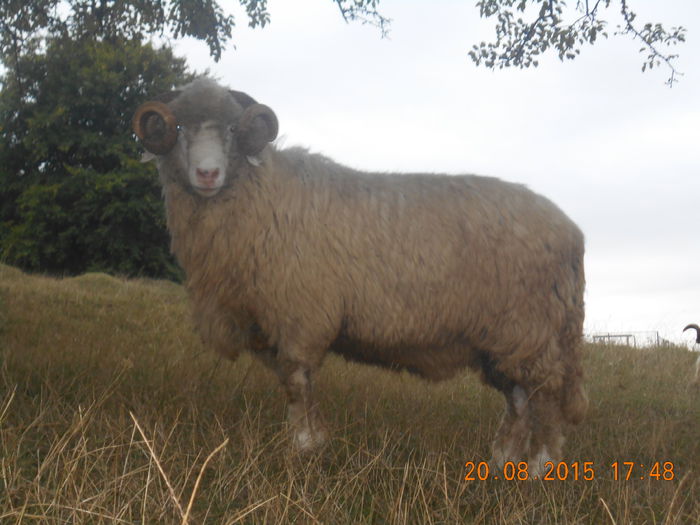 Picture 107 - Berbeci 2o14-2015
