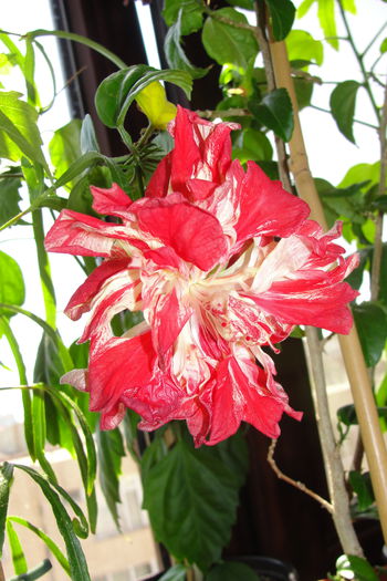  - A0-Hibiscus 2015-2