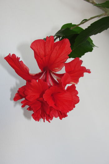 El Capitolio - A0-Hibiscus 2015-2