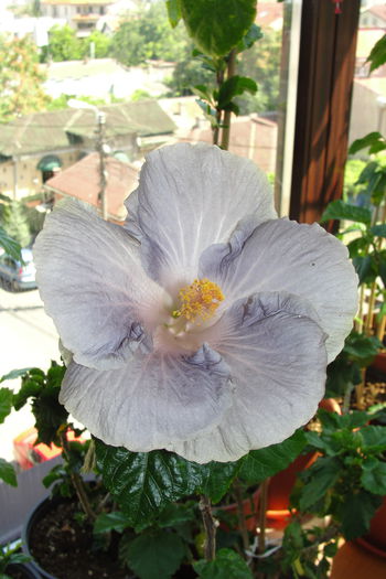 Raindrop - A0-Hibiscus 2015-2
