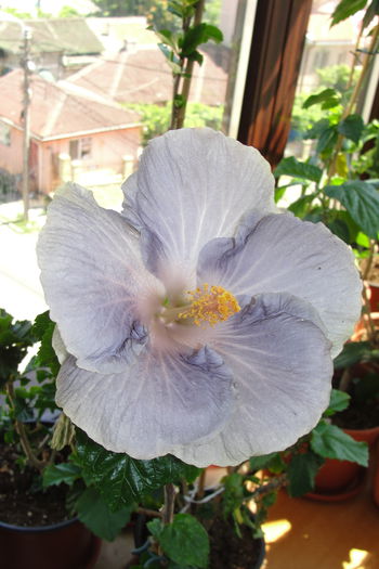  - A0-Hibiscus 2015-2