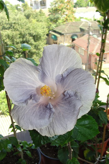  - A0-Hibiscus 2015-2
