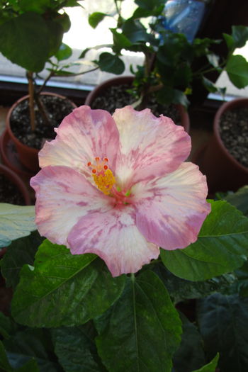 Nikita - A0-Hibiscus 2015-2