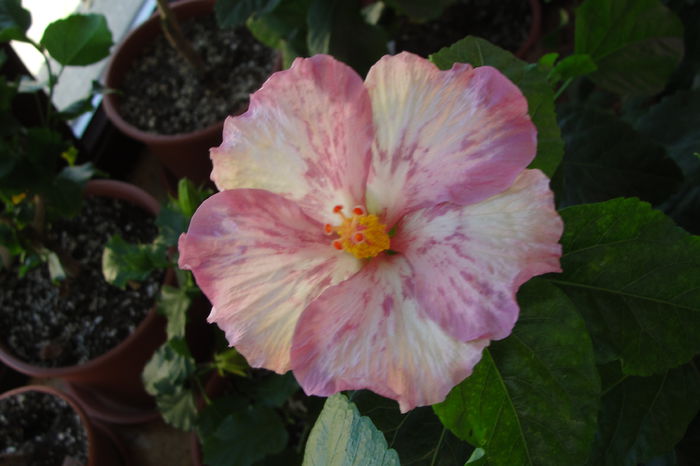  - A0-Hibiscus 2015-2