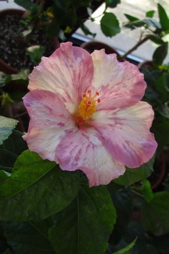  - A0-Hibiscus 2015-2