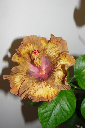Antique Treasure - A0-Hibiscus 2015-2