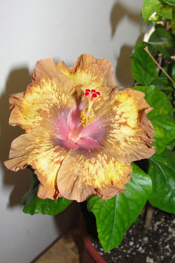  - A0-Hibiscus 2015-2