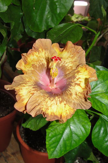  - A0-Hibiscus 2015-2