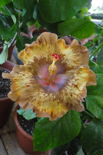  - A0-Hibiscus 2015-2