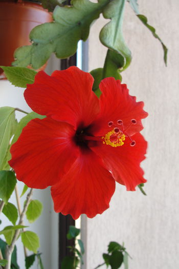 Nihi - A0-Hibiscus 2015-2