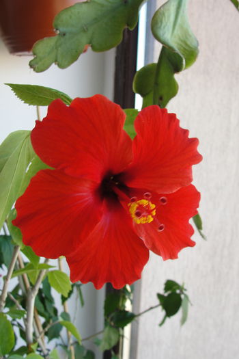  - A0-Hibiscus 2015-2