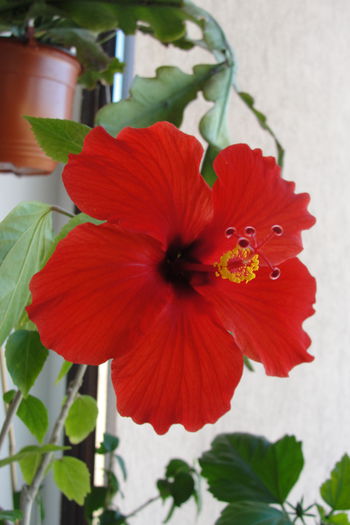  - A0-Hibiscus 2015-2