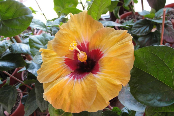 Wakanisha - A0-Hibiscus 2015-2