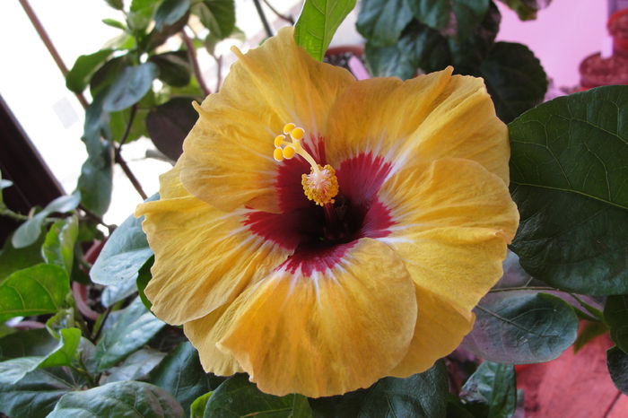  - A0-Hibiscus 2015-2