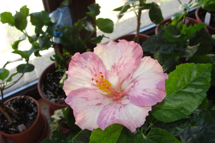  - A0-Hibiscus 2015-2