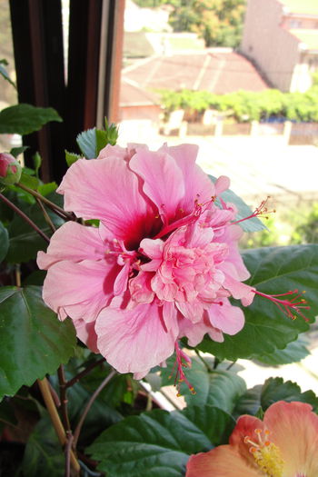  - A0-Hibiscus 2015-2