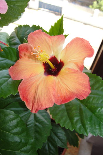  - A0-Hibiscus 2015-2