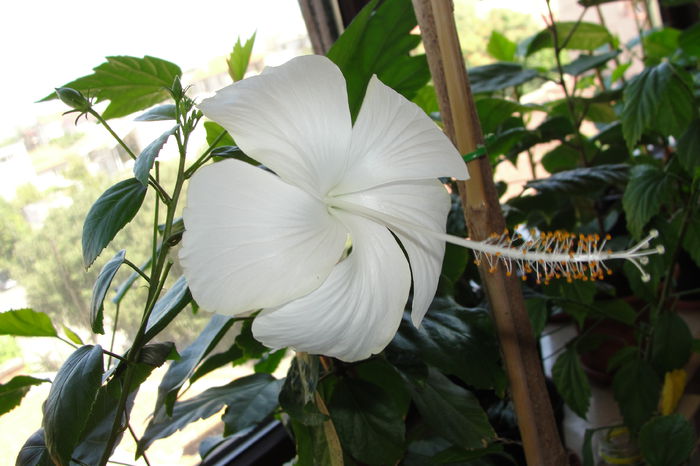  - A0-Hibiscus 2015-2