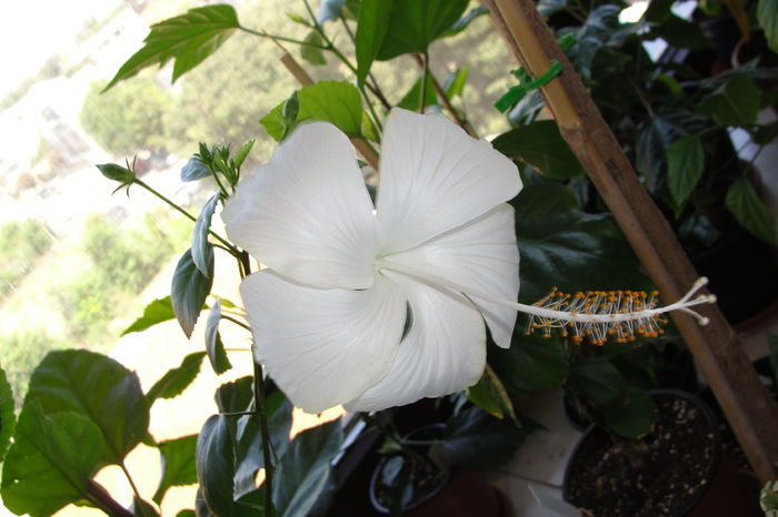  - A0-Hibiscus 2015-2