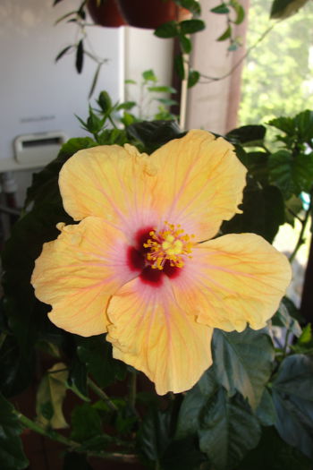 Yellow Holiday - A0-Hibiscus 2015-2